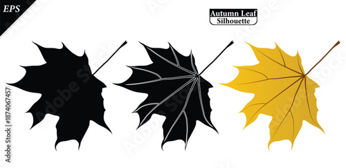 Autumn leaves set with colored and silhouette versions isolated on a white background. Collection of fall foliage in flat style with black leaf shapes. Botanical elements. Vector illustration silhouet