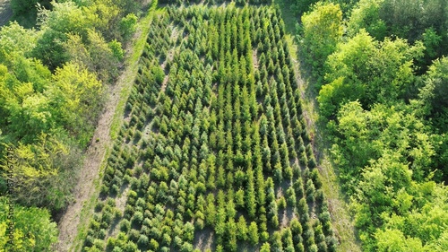 Fotografie Outdoor plantation aiding ecological recovery