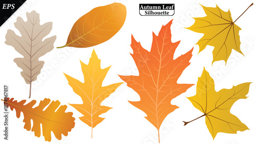 set of Autumn leaves isolated on a white background. Collection of fall foliage in flat style vector leaves, Botanical elements. Vector illustration of autumn leaves on white background, colorful leaf