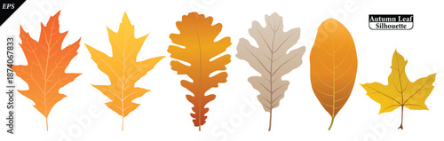 set of Autumn leaves isolated on a white background. Collection of fall foliage in flat style vector leaves, Botanical elements. Vector illustration of autumn leaves on white background, colorful leaf