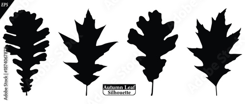 set of Autumn leaves silhouette isolated on a white background. Collection of fall foliage in flat style with black leaf shapes. Botanical elements. Vector illustration silhouette of autumn leaves 