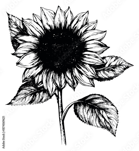 Hand drawn line art illustration of a sunflower depicting its vibrant natural form for various design projects