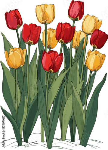 Create a realistic Flowerbed with blooming red and yellow tulips vector art with white background.