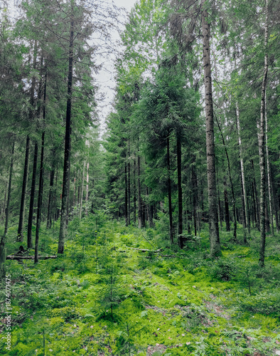 Wallpaper Mural Painterly beech forest scenery with the luminous sun shining through the green foliage. With timber as leading lines. High quality photo Torontodigital.ca