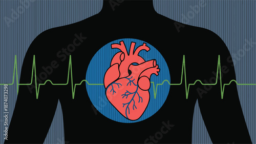 Silhouette of Human Torso with Red Anatomical Heart and Green EKG Line Keywords: heart, human heart, anatomy, medical, health