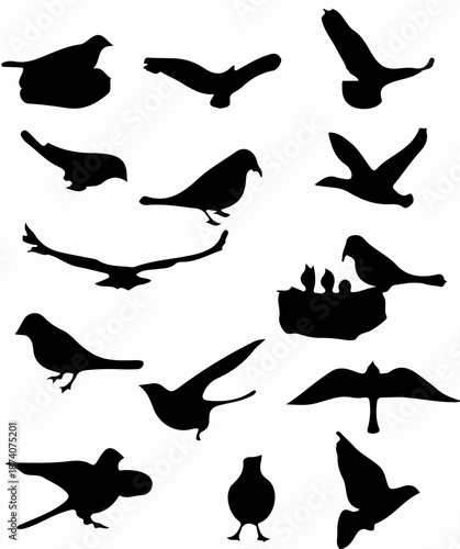Collection of various bird silhouettes in different poses and flight patterns