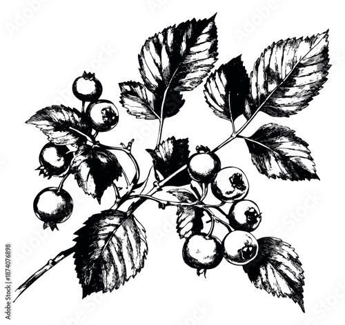 Hand drawn line art illustration of a berry branch depicting leaves and fruit for botanical designs