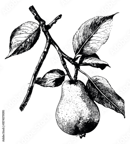 Hand drawn line art illustration of a pear depicting a ripe fruit on a branch with leaves for botanical concepts