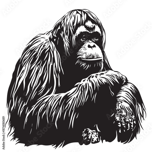 orangutan on a white background