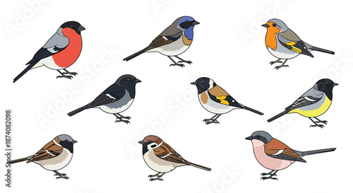 A lovely collection of nine different species of colorful songbirds beautifully illustrated and isolated on a clean white background.
