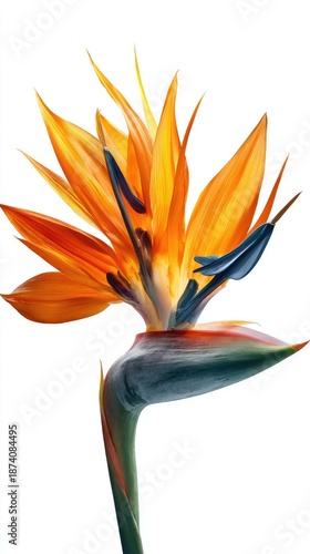 Orange And Yellow Bird Of Paradise Flower Closeup