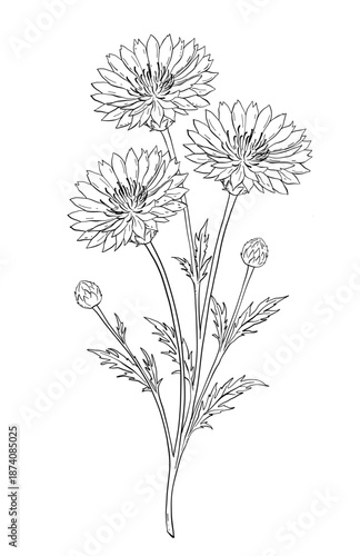 Wild Cornflower Branch Botanical Illustration. Elegant wild flower branch with buds and leaves in minimal line art style
