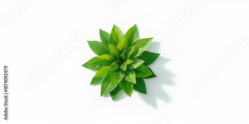Fresh green foliage placed on a plain white backdrop, ideal for botanical or health-related themes in graphic design