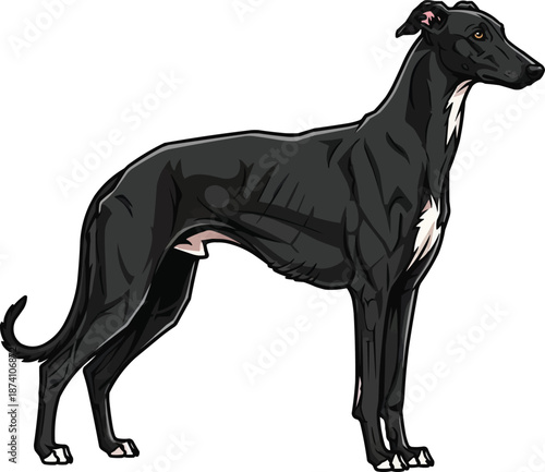 Polish Greyhound dog standing side profile view looking away