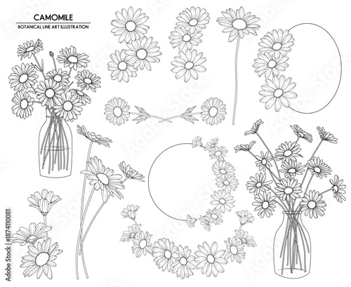 Collection of camomile flowers, hand drawn botanical line drawing, vector floral line art illustration for wedding, logo, advertising, packaging