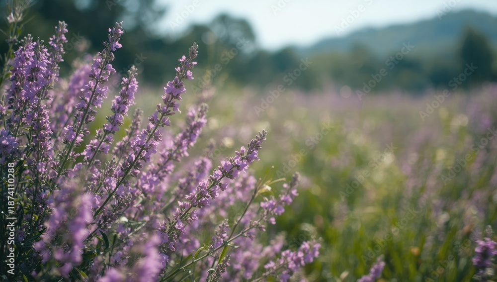 Obraz premium Fresh thyme herb featured in food preparation, focusing on aromatic herb usage and kitchen techniques