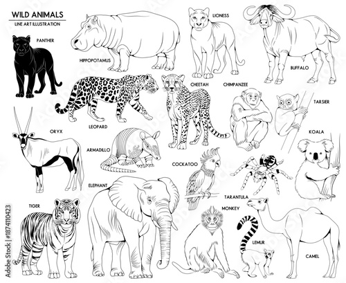 Set of vector hand drawn wild animals illustrations, line drawing animal collection