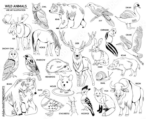 Set of vector hand drawn wild animals illustrations, line drawing animal collection	