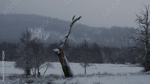Alter Baum im Winter während der blauen Stunde und Schneefall in HDR HLG - Zoom In