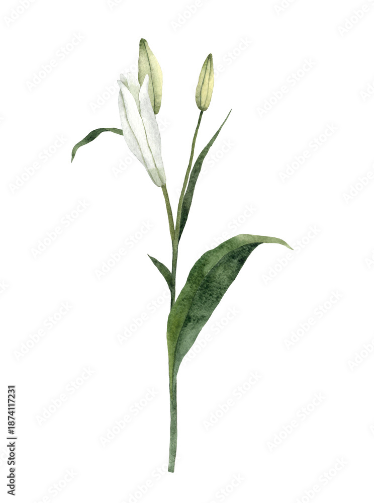 Obraz premium Handpainted Watercolor White Easter Lily Flowers. Botanical illustration. Isolated on a white background