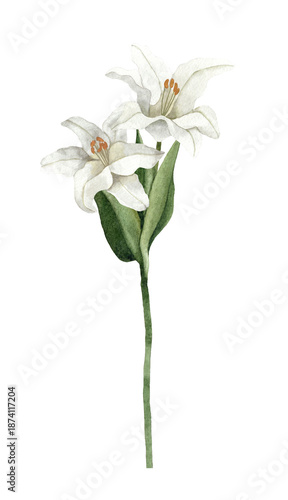 Handpainted Watercolor White Easter Lily Flowers. Botanical illustration. Isolated on a transparent background