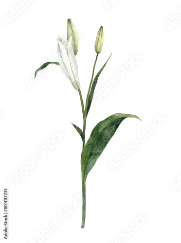 Handpainted Watercolor White Easter Lily Flowers. Botanical illustration. Isolated on a white background