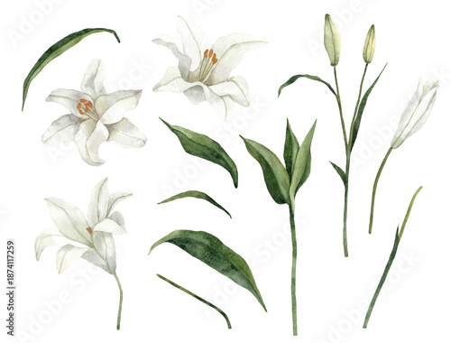 Handpainted Watercolor White Easter Lily Floral Elements. Isolated on a white background