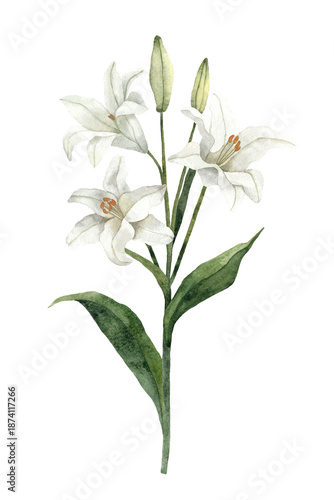 Handpainted Watercolor White Easter Lily Flowers. Botanical illustration. Isolated on a transparent background