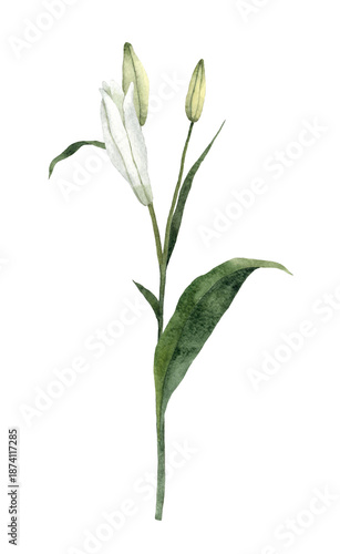 Handpainted Watercolor White Easter Lily Flowers. Botanical illustration. Isolated on a transparent background