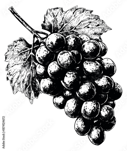 Hand drawn line art illustration of a bunch of grapes depicting ripe fruit with leaves for food and drink concepts