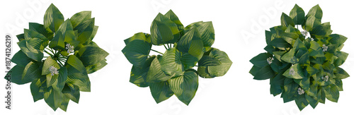 Bilde på lerret Hosta plantaginea tree plan, top view, cutout, transparent background, isolate,