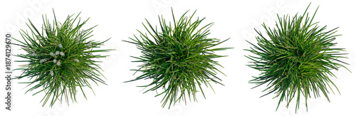 Foto Ophiopogon japonicus tree plan, top view, cutout, transparent background, isolat