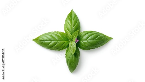 Fresh basil varieties displayed on a white surface, highlighting herbal plant care and maintenance, World Herb Day