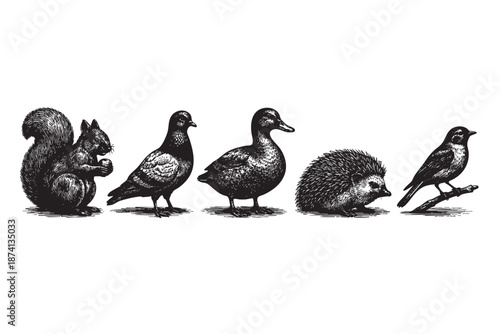 A charming black and white illustration features a squirrel, pigeon, duck, hedgehog, and bird arranged in a row against a white background.