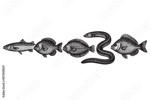 A black and white vintage illustration showcases a collection of diverse fish species, including an eel, arranged in a line against a clean white background.