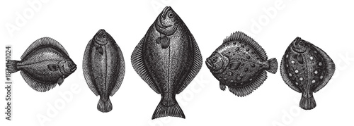 A detailed black and white engraving illustration of five different types of flounder fish, presented in a line against a white background, showcasing a vintage, scientific art style.
