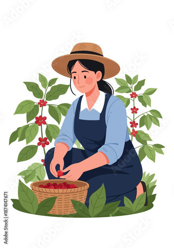 Woman farmer harvesting ripe coffee cherries from plants.