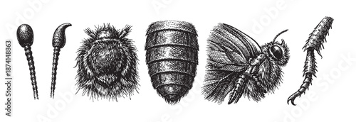 Vintage black and white illustration showcasing the detailed anatomy of an insect, featuring antennae, head, abdomen, wing, and leg, ideal for scientific or educational purposes.