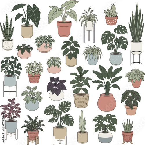 Collection of various potted houseplants and foliage