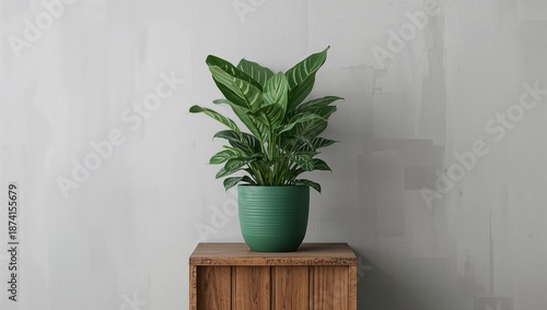 Calathea houseplant in Biscay Green pot on a wooden stand near a gray wall, designed for home interior layout