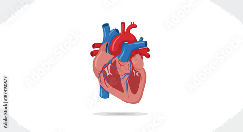 Detailed anatomical human heart illustration showcasing vital cardiovascular structure and blood flow pathways in a clear, educational vector art