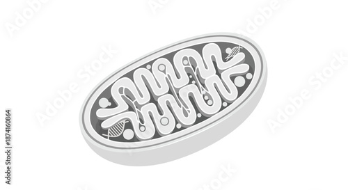 Monochromatic depiction of a cellular mitochondrion, the vital powerhouse responsible for energy production within eukaryotic cells, crucial for all