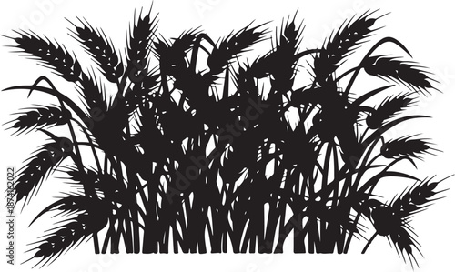 Black Silhouette of Wheat or Barley Ears on White