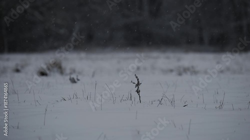 Eine Pflanze in einem Feld im Winter während der blauen Stunde und Schneefall in HDR HLG