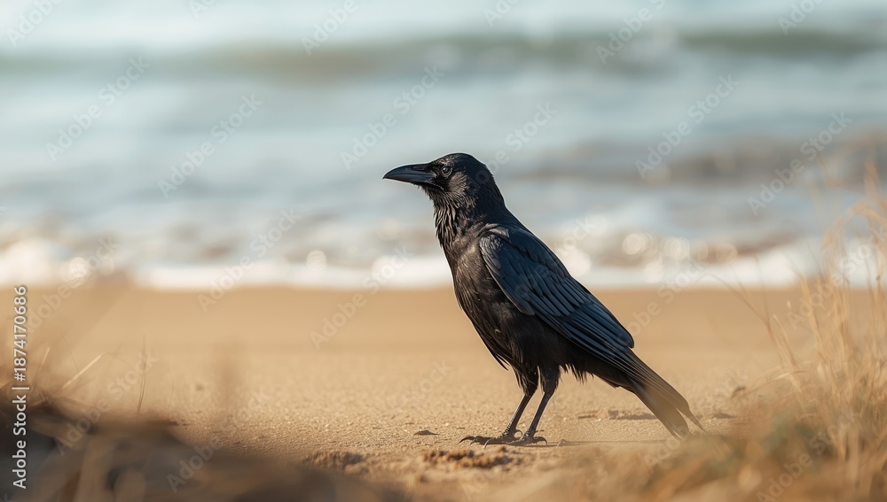 Fototapeta premium Detailed view of a black raven on sandy shoreline, focusing on bird features and coastal habitat, Earth Day
