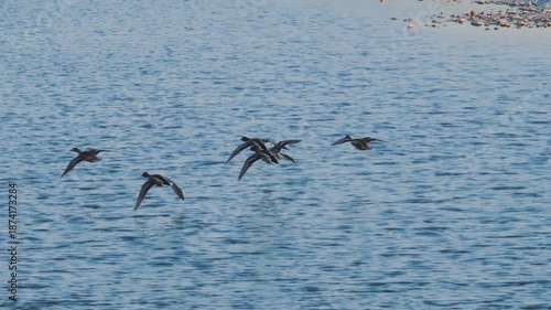 川面すれすれに飛ぶ野生のカモの群れ、着水して泳ぐ瞬間（4K）