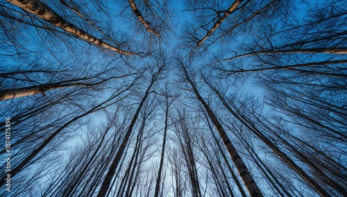 Group of Betula trees in a snowy woodland with sunset glow and clear blue sky, nature scene
