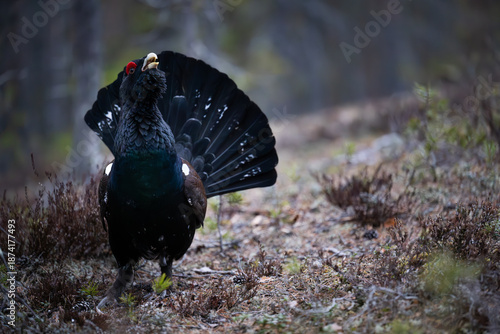 Fotografija A male capercaillie displays its plumage and calls out during its mating ritual in a forest clearing