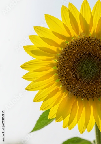 Sunlit close-up of a vibrant yellow sunflower against a smooth, bright white background creating a cheerful, airy mood, sunflower, garden, seed