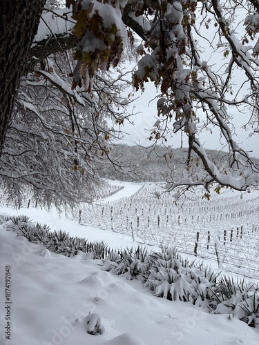 Snowy Vineyard in Winter Under Oak Tree Branches